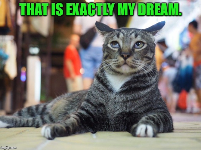 Cat-dreamer | THAT IS EXACTLY MY DREAM. | image tagged in cat-dreamer | made w/ Imgflip meme maker