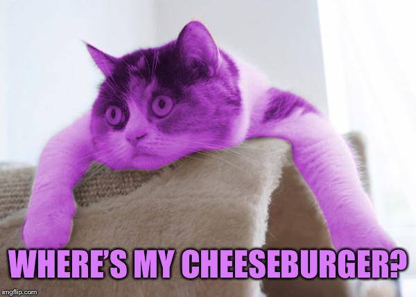 RayCat Stare | WHERE’S MY CHEESEBURGER? | image tagged in raycat stare | made w/ Imgflip meme maker