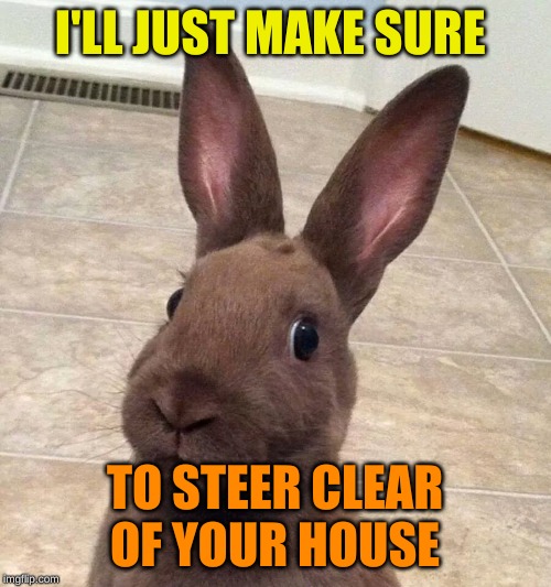 Surprised rabbit | I'LL JUST MAKE SURE TO STEER CLEAR OF YOUR HOUSE | image tagged in surprised rabbit | made w/ Imgflip meme maker