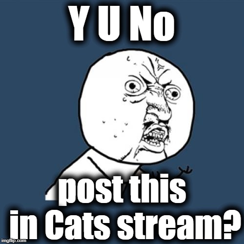 Y U No Meme | Y U No post this in Cats stream? | image tagged in memes,y u no | made w/ Imgflip meme maker