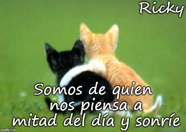cats couple | Ricky; Somos de quien nos piensa a mitad del día
y sonríe | image tagged in cats couple | made w/ Imgflip meme maker