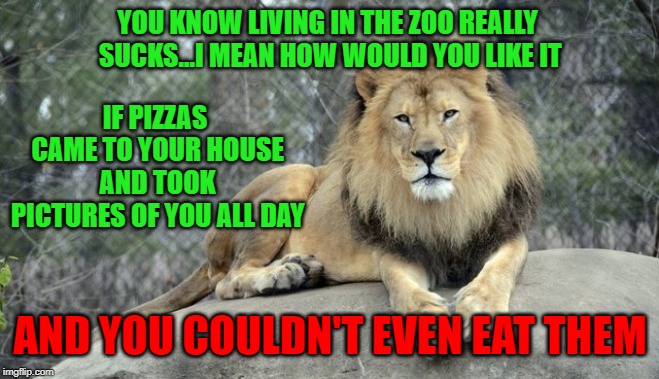 Zoo Week May 12-18 a Dankmaster546 and 1forpeace Event |  YOU KNOW LIVING IN THE ZOO REALLY SUCKS...I MEAN HOW WOULD YOU LIKE IT; IF PIZZAS CAME TO YOUR HOUSE AND TOOK PICTURES OF YOU ALL DAY; AND YOU COULDN'T EVEN EAT THEM | image tagged in lion in the zoo,memes,lions,funny,zoo week,animals | made w/ Imgflip meme maker