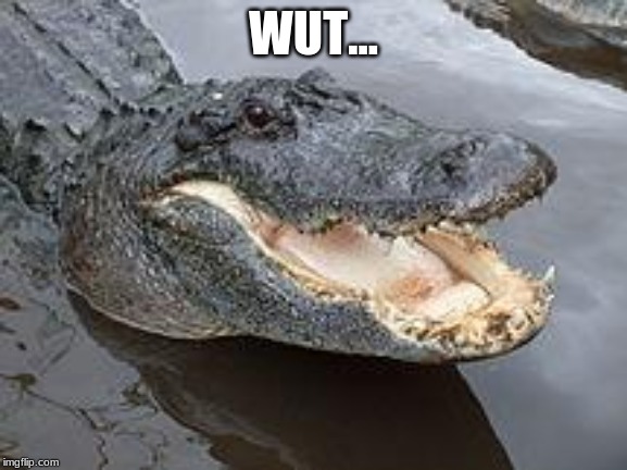 Alligator Wut | WUT... | image tagged in alligator wut | made w/ Imgflip meme maker