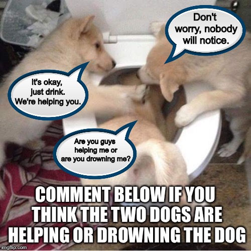 Toilet puppies | Don't worry, nobody will notice. It's okay, just drink. We're helping you. Are you guys helping me or are you drowning me? COMMENT BELOW IF YOU THINK THE TWO DOGS ARE HELPING OR DROWNING THE DOG | image tagged in toilet puppies | made w/ Imgflip meme maker