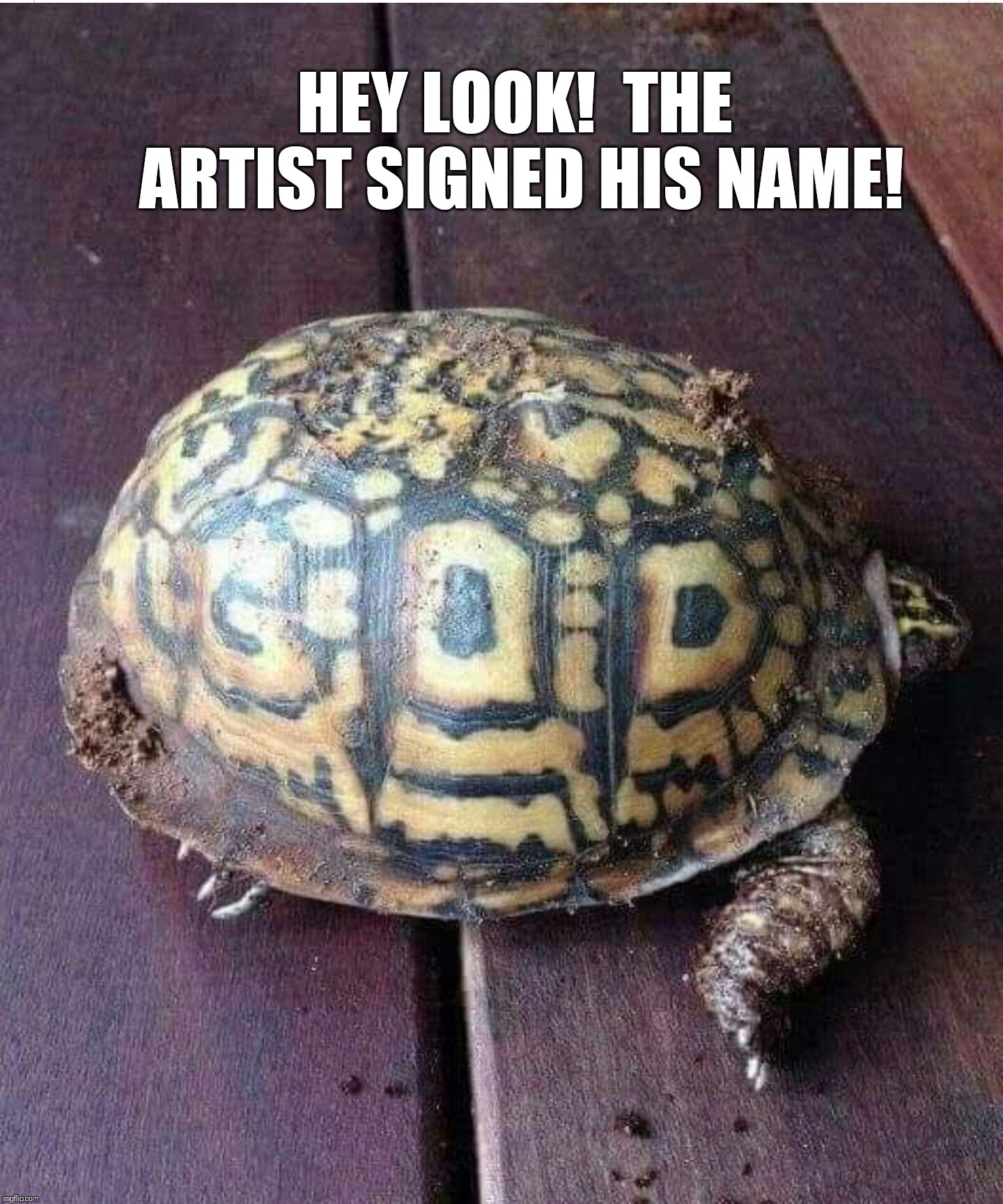 HEY LOOK!  THE ARTIST SIGNED HIS NAME! | image tagged in turtle,nature | made w/ Imgflip meme maker