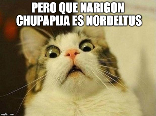 Scared Cat Meme | PERO QUE NARIGON CHUPAPIJA ES NORDELTUS | image tagged in memes,scared cat | made w/ Imgflip meme maker