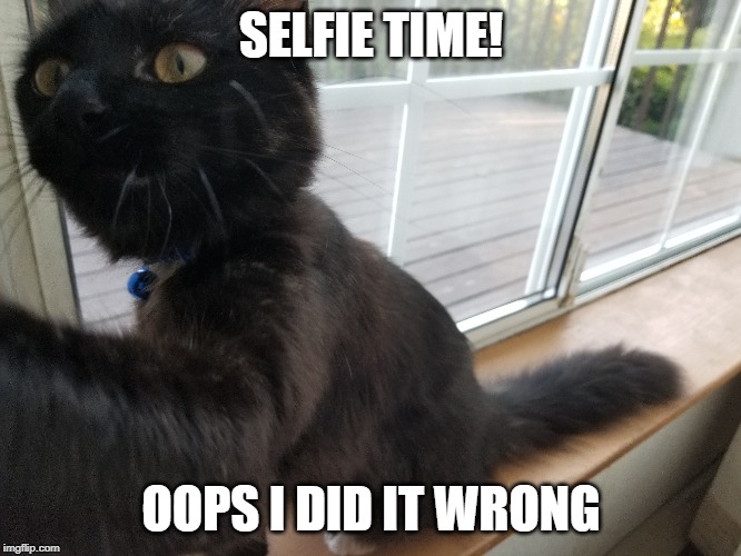 Wrong selfie | SELFIE TIME! OOPS I DID IT WRONG | image tagged in cat selfie,not photoshopped | made w/ Imgflip meme maker