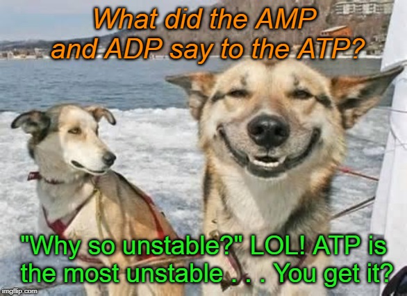laughing dog |  What did the AMP and ADP say to the ATP? "Why so unstable?" LOL! ATP is the most unstable . . . You get it? | image tagged in laughing dog | made w/ Imgflip meme maker