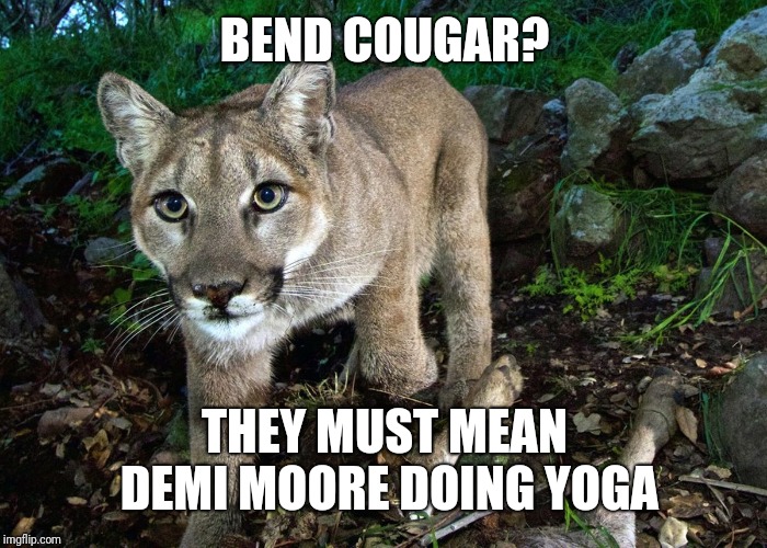 Elastic Cougar | BEND COUGAR? THEY MUST MEAN DEMI MOORE DOING YOGA | image tagged in elastic cougar | made w/ Imgflip meme maker