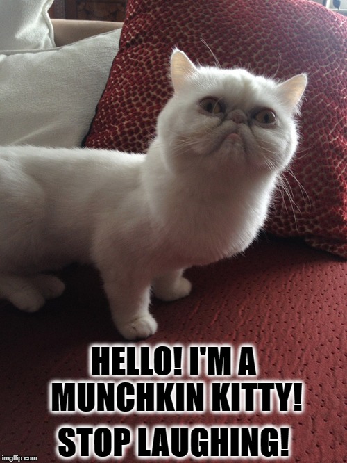 HELLO | STOP LAUGHING! HELLO! I'M A MUNCHKIN KITTY! | image tagged in hello | made w/ Imgflip meme maker