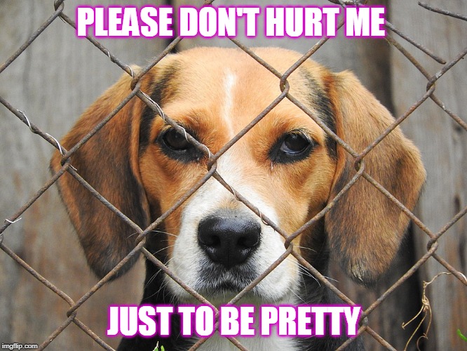 Say no to animal testing | PLEASE DON'T HURT ME; JUST TO BE PRETTY | image tagged in animal testing,animal cruelty,makeup | made w/ Imgflip meme maker