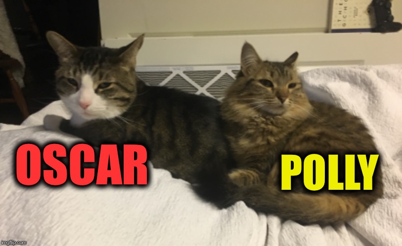 Meet my kids’ rescued cats | OSCAR; POLLY | image tagged in cats,cat,grumpy cat,i should buy a boat cat,scared cat,cute cat | made w/ Imgflip meme maker