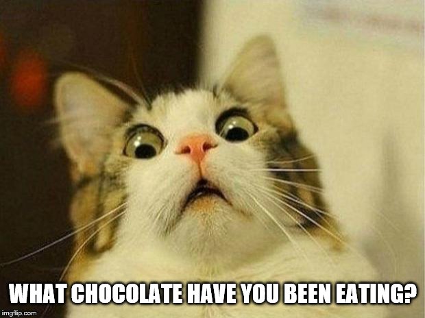 Scared Cat Meme | WHAT CHOCOLATE HAVE YOU BEEN EATING? | image tagged in memes,scared cat | made w/ Imgflip meme maker