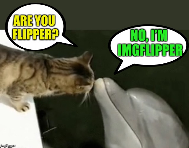 Zoo Week May 12-18 a Dankmaster546 and 1forpeace Event | ARE YOU FLIPPER? NO, I’M IMGFLIPPER | image tagged in memes,zoo week,flipper,kitten | made w/ Imgflip meme maker