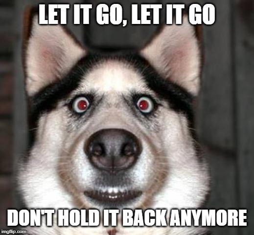 dogs face when he has to fart | LET IT GO, LET IT GO; DON'T HOLD IT BACK ANYMORE | image tagged in dogs face when he has to fart | made w/ Imgflip meme maker