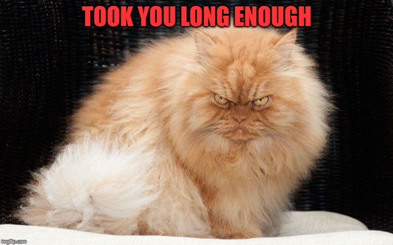 Angry Cat | TOOK YOU LONG ENOUGH | image tagged in angry cat | made w/ Imgflip meme maker