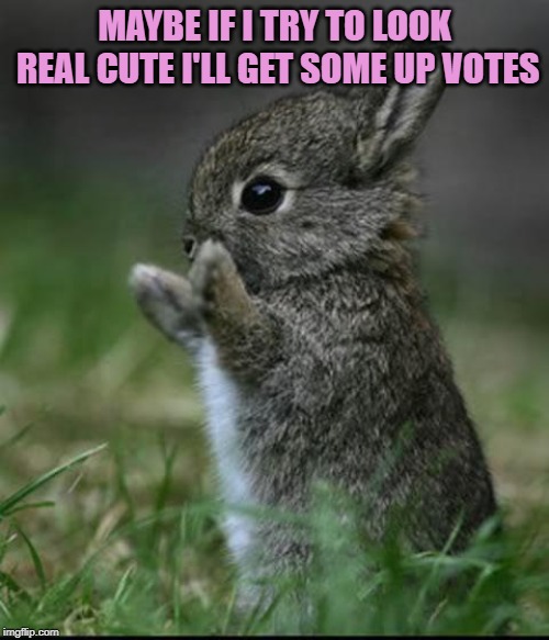 AWWW! Look at the cute little bunny! | MAYBE IF I TRY TO LOOK REAL CUTE I'LL GET SOME UP VOTES | image tagged in cute bunny,nixieknox | made w/ Imgflip meme maker