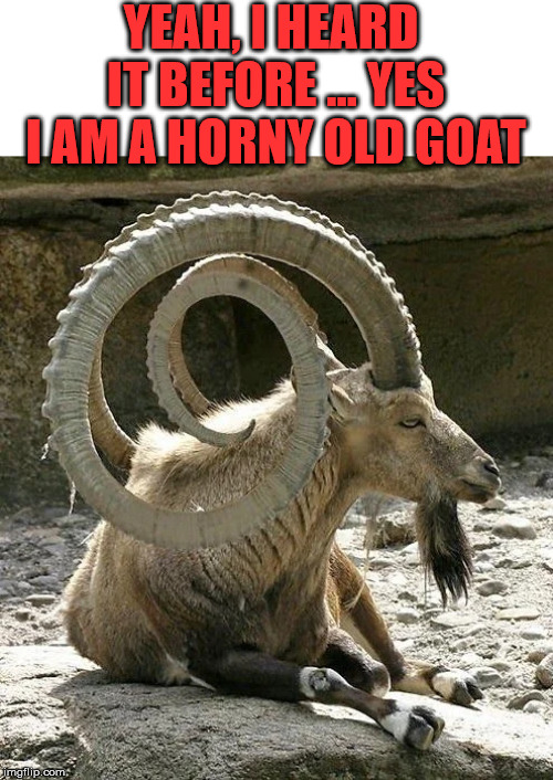 That is one horny goat | YEAH, I HEARD IT BEFORE ... YES I AM A HORNY OLD GOAT | image tagged in horny,goat,funny meme,frontpage | made w/ Imgflip meme maker