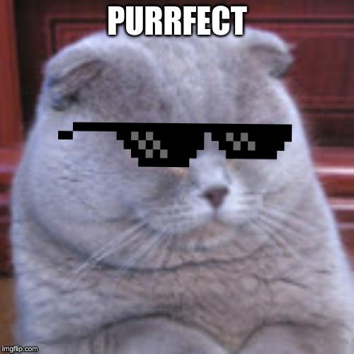 just pure dank | PURRFECT | image tagged in dank cat,dank memes,memes,purrfect,cat memes | made w/ Imgflip meme maker