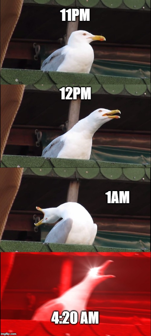 Inhaling Seagull Meme | 11PM; 12PM; 1AM; 4:20 AM | image tagged in memes,inhaling seagull | made w/ Imgflip meme maker