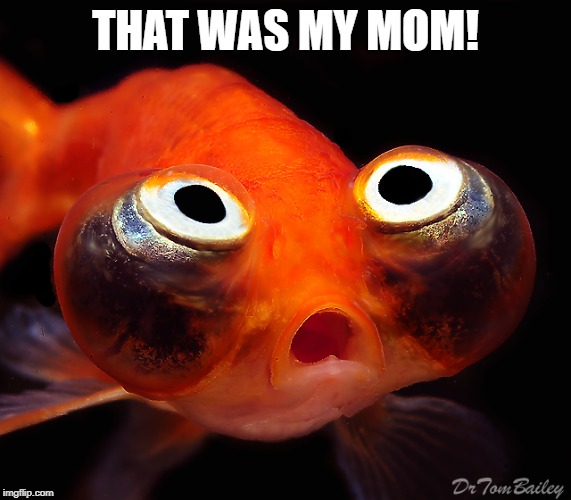 THAT WAS MY MOM! | image tagged in terrified goldfish | made w/ Imgflip meme maker