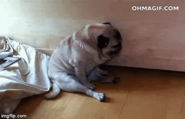 I Totally Meant to do That! | image tagged in gifs,cute pugs | made w/ Imgflip video-to-gif maker