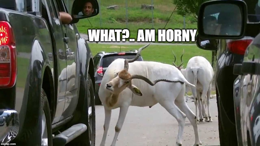 WHAT?.. AM HORNY | made w/ Imgflip meme maker