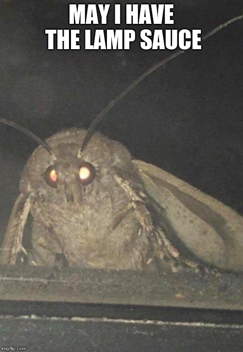 Moth | MAY I HAVE THE LAMP SAUCE | image tagged in moth | made w/ Imgflip meme maker