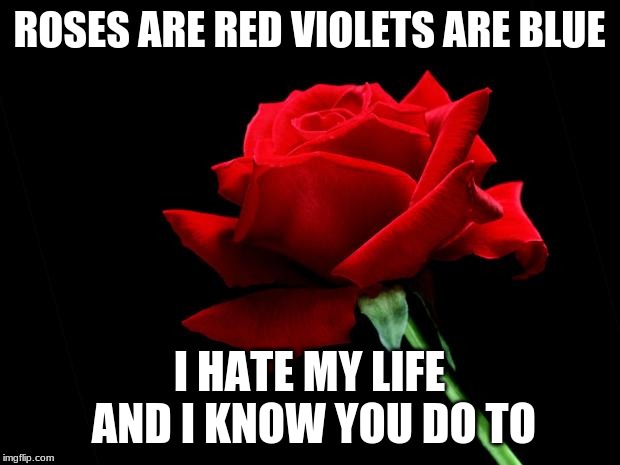 rose | ROSES ARE RED VIOLETS ARE BLUE; I HATE MY LIFE AND I KNOW YOU DO TO | image tagged in rose | made w/ Imgflip meme maker