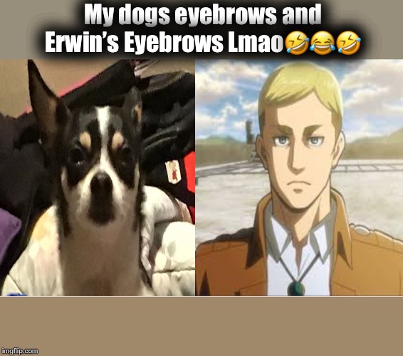My dogs eyebrows and Erwin’s Eyebrows Lmao🤣😂🤣 | image tagged in attack on titan | made w/ Imgflip meme maker