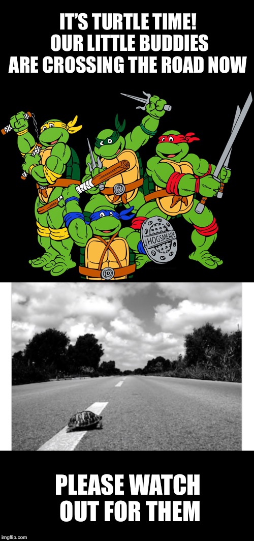 IT’S TURTLE TIME! OUR LITTLE BUDDIES ARE CROSSING THE ROAD NOW; PLEASE WATCH OUT FOR THEM | image tagged in ninja turtles | made w/ Imgflip meme maker