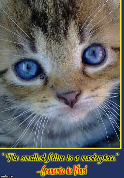 The Simple Beauty of a Kitten | -Leonardo da Vinci "The smallest feline is a masterpiece." | image tagged in vince vance,leonardo da vinci,quotes,cats,kittens,blue eyed cat | made w/ Imgflip meme maker