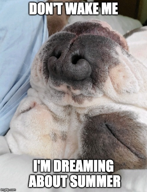Sleeping pit | DON'T WAKE ME; I'M DREAMING ABOUT SUMMER | image tagged in pit bull | made w/ Imgflip meme maker