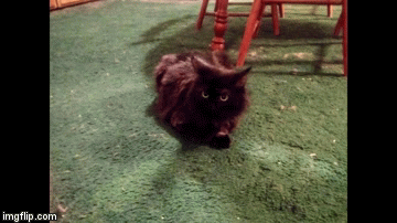 What the Heck??? | image tagged in gifs,cats,cute cat,sparkly | made w/ Imgflip video-to-gif maker