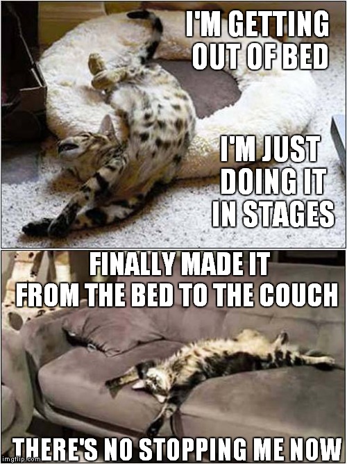 Soft Kitty, Warm Kitty, Little Ball of Fur! Happy Kitty, Sleepy Kitty, Purr Purr Purr ! | I'M GETTING OUT OF BED; I'M JUST DOING IT IN STAGES; FINALLY MADE IT FROM THE BED TO THE COUCH; THERE'S NO STOPPING ME NOW | image tagged in cats | made w/ Imgflip meme maker