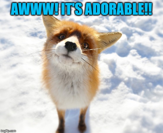 adorable fox | AWWW! IT'S ADORABLE!! | image tagged in adorable fox | made w/ Imgflip meme maker