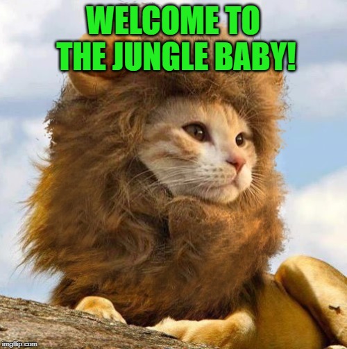 Lion Cat | WELCOME TO THE JUNGLE BABY! | image tagged in lion cat | made w/ Imgflip meme maker
