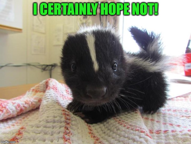 Baby skunk | I CERTAINLY HOPE NOT! | image tagged in baby skunk | made w/ Imgflip meme maker