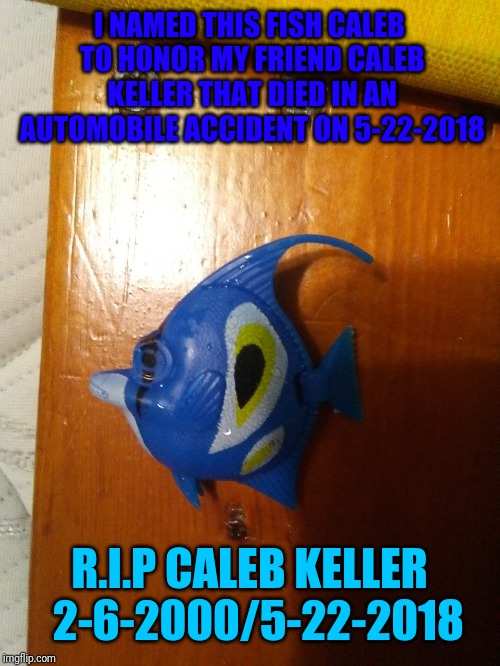 Plastic fish | I NAMED THIS FISH CALEB TO HONOR MY FRIEND CALEB KELLER THAT DIED IN AN AUTOMOBILE ACCIDENT ON 5-22-2018; R.I.P CALEB KELLER 
2-6-2000/5-22-2018 | image tagged in fish | made w/ Imgflip meme maker