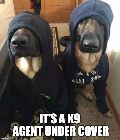 Undercover K9 - Imgflip