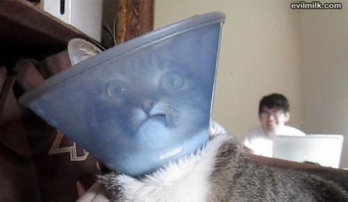 image tagged in cats,animals
