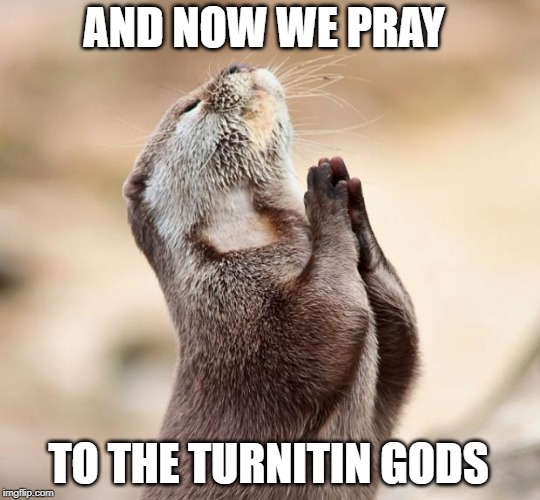 animal praying | AND NOW WE PRAY; TO THE TURNITIN GODS | image tagged in animal praying | made w/ Imgflip meme maker