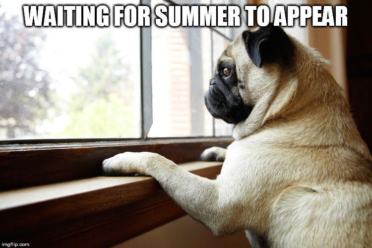 Waiting Dog | WAITING FOR SUMMER TO APPEAR | image tagged in waiting dog | made w/ Imgflip meme maker