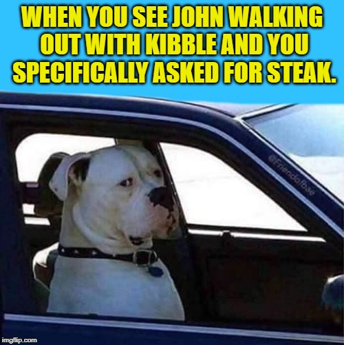 lost expectations | WHEN YOU SEE JOHN WALKING OUT WITH KIBBLE AND YOU SPECIFICALLY ASKED FOR STEAK. | image tagged in dog,kibble,car,john | made w/ Imgflip meme maker