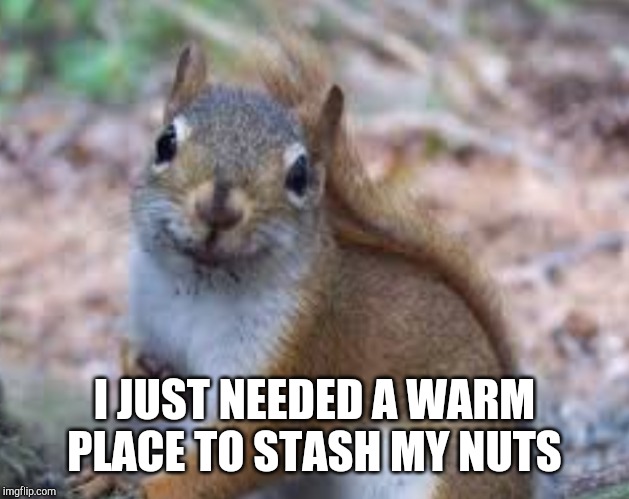 I JUST NEEDED A WARM PLACE TO STASH MY NUTS | made w/ Imgflip meme maker