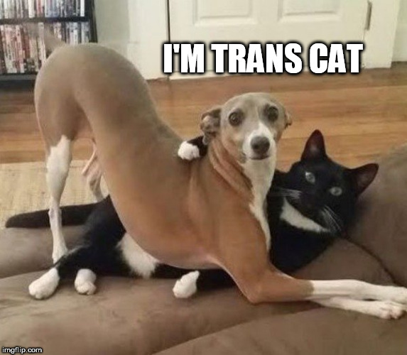 love | I'M TRANS CAT | image tagged in love | made w/ Imgflip meme maker