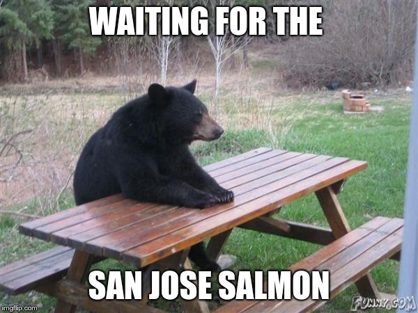 Bear Waiting | WAITING FOR THE; SAN JOSE SALMON | image tagged in bear waiting | made w/ Imgflip meme maker