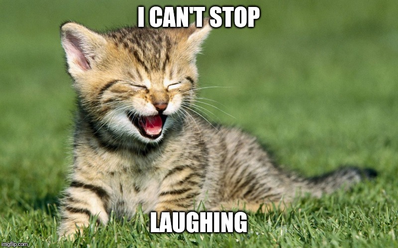 laughing cat | I CAN'T STOP LAUGHING | image tagged in laughing cat | made w/ Imgflip meme maker