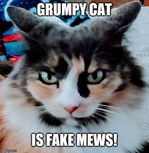 KiKi | GRUMPY CAT; IS FAKE MEWS! | image tagged in kiki | made w/ Imgflip meme maker