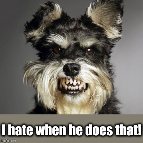 Angry Dog | I hate when he does that! | image tagged in angry dog | made w/ Imgflip meme maker